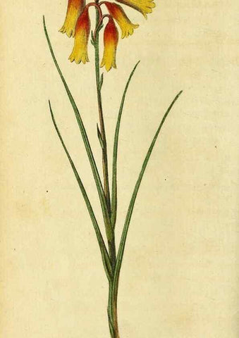 Reproducción/Reproduction 49096249771: The Naturalist's Pocket Magazine or compleat cabinet of the curiosities and beauties of nature.. London.. 
