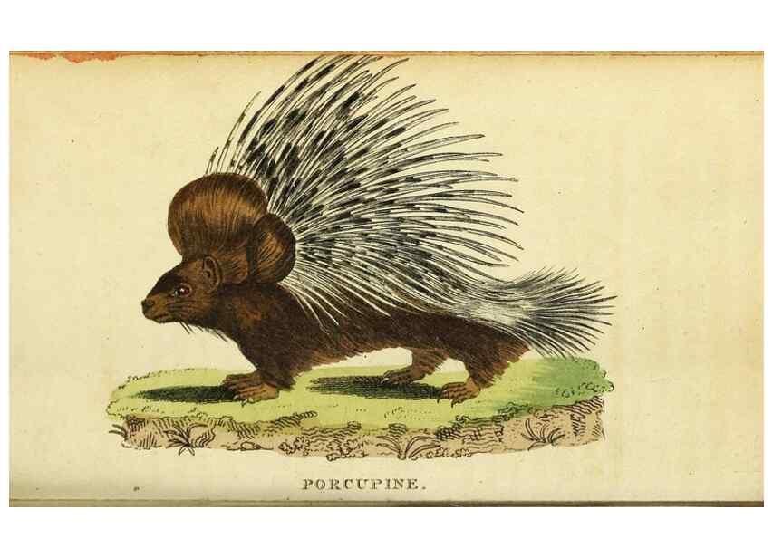 Reproducción/Reproduction 49096441557: The Naturalist's Pocket Magazine or compleat cabinet of the curiosities and beauties of nature.. London.. 