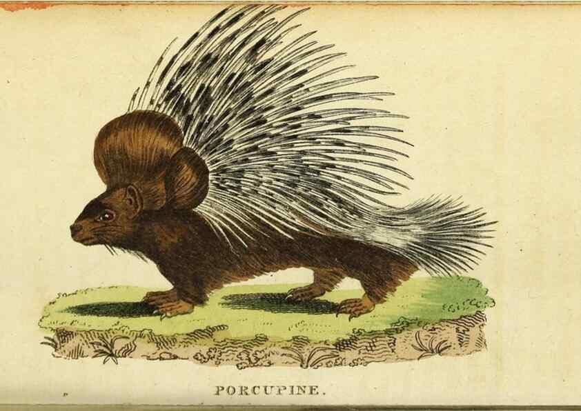 Reproducción/Reproduction 49096441557: The Naturalist's Pocket Magazine or compleat cabinet of the curiosities and beauties of nature.. London.. 