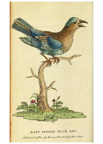 Reproducción/Reproduction 49096250501: The Naturalist's Pocket Magazine or compleat cabinet of the curiosities and beauties of nature.. London.. 
