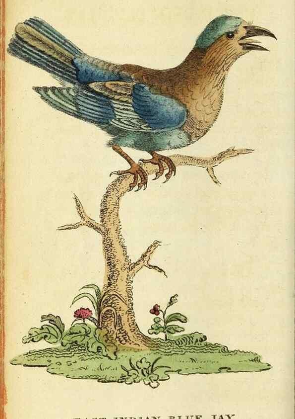 Reproducción/Reproduction 49096250501: The Naturalist's Pocket Magazine or compleat cabinet of the curiosities and beauties of nature.. London.. 