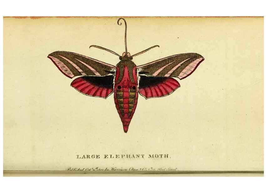 Reproducción/Reproduction 49095737048: The Naturalist's Pocket Magazine or compleat cabinet of the curiosities and beauties of nature.. London.. 