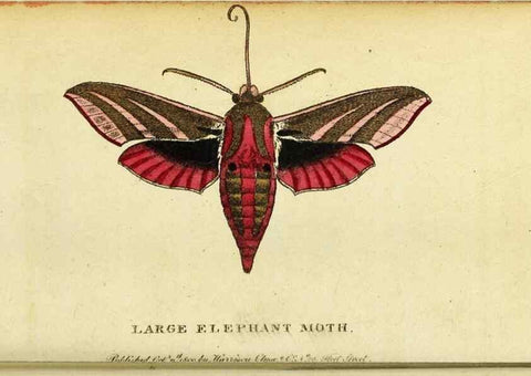 Reproducción/Reproduction 49095737048: The Naturalist's Pocket Magazine or compleat cabinet of the curiosities and beauties of nature.. London.. 