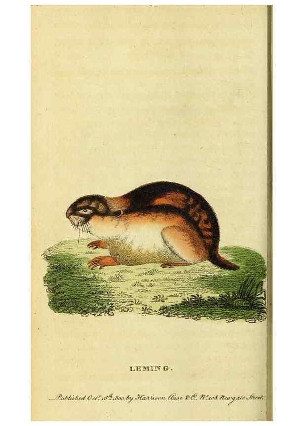 Reproducción/Reproduction 49096442527: The Naturalist's Pocket Magazine or compleat cabinet of the curiosities and beauties of nature.. London.. 