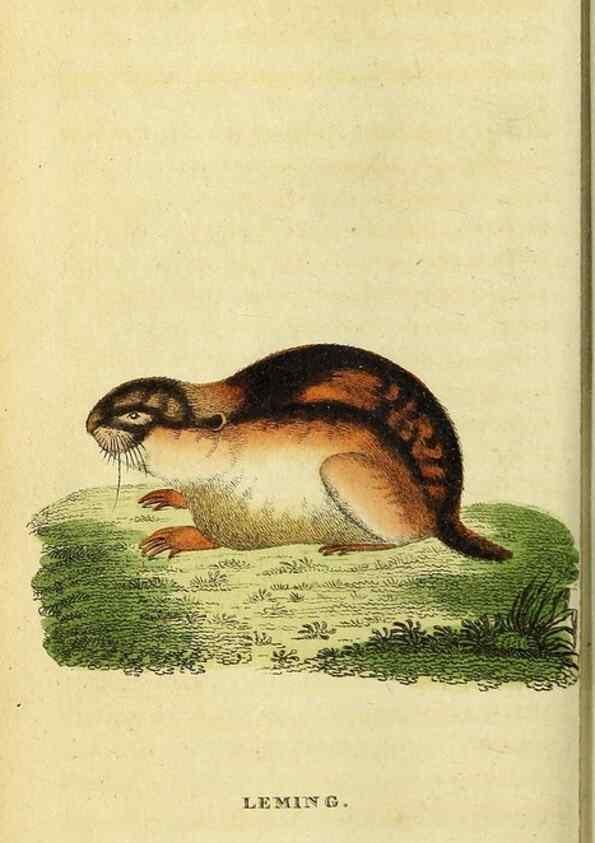 Reproducción/Reproduction 49096442527: The Naturalist's Pocket Magazine or compleat cabinet of the curiosities and beauties of nature.. London.. 