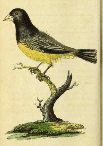 Reproducción/Reproduction 49096442892: The Naturalist's Pocket Magazine or compleat cabinet of the curiosities and beauties of nature.. London.. 