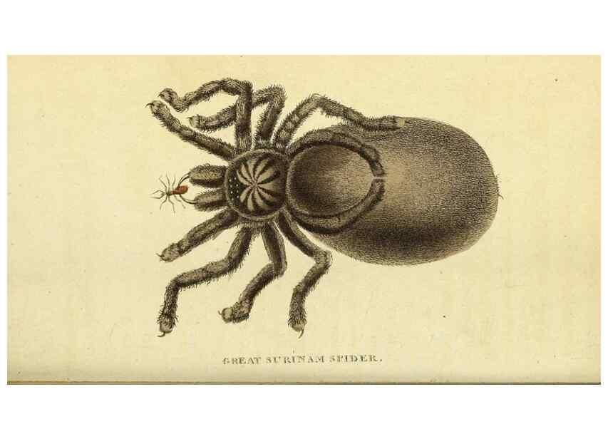 Reproducción/Reproduction 49096252111: The Naturalist's Pocket Magazine or compleat cabinet of the curiosities and beauties of nature.. London.. 