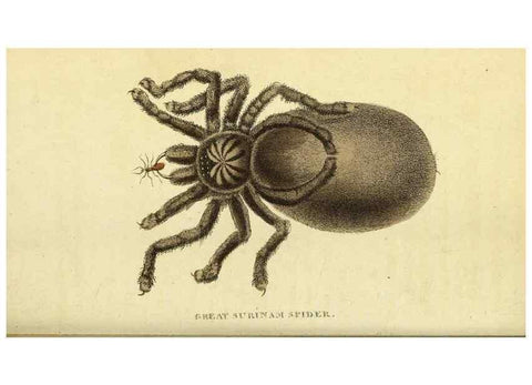 Reproducción/Reproduction 49096252111: The Naturalist's Pocket Magazine or compleat cabinet of the curiosities and beauties of nature.. London.. 