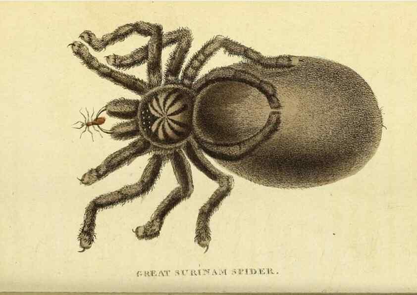 Reproducción/Reproduction 49096252111: The Naturalist's Pocket Magazine or compleat cabinet of the curiosities and beauties of nature.. London.. 