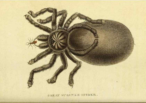 Reproducción/Reproduction 49096252111: The Naturalist's Pocket Magazine or compleat cabinet of the curiosities and beauties of nature.. London.. 