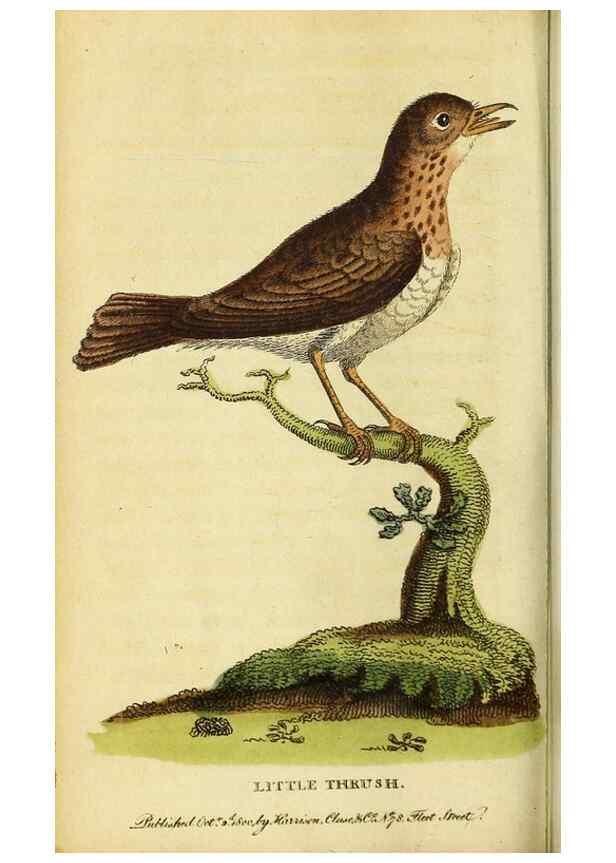 Reproducción/Reproduction 49095735613: The Naturalist's Pocket Magazine or compleat cabinet of the curiosities and beauties of nature.. London.. 