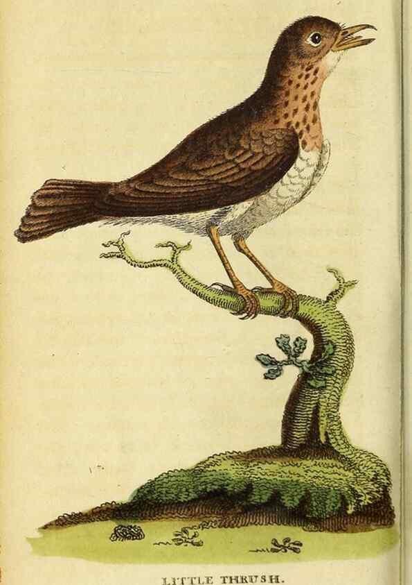 Reproducción/Reproduction 49095735613: The Naturalist's Pocket Magazine or compleat cabinet of the curiosities and beauties of nature.. London.. 