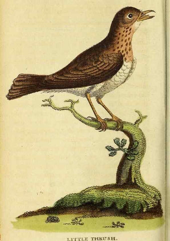 Reproducción/Reproduction 49095735613: The Naturalist's Pocket Magazine or compleat cabinet of the curiosities and beauties of nature.. London.. 