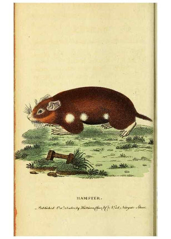 Reproducción/Reproduction 49095738568: The Naturalist's Pocket Magazine or compleat cabinet of the curiosities and beauties of nature.. London.. 