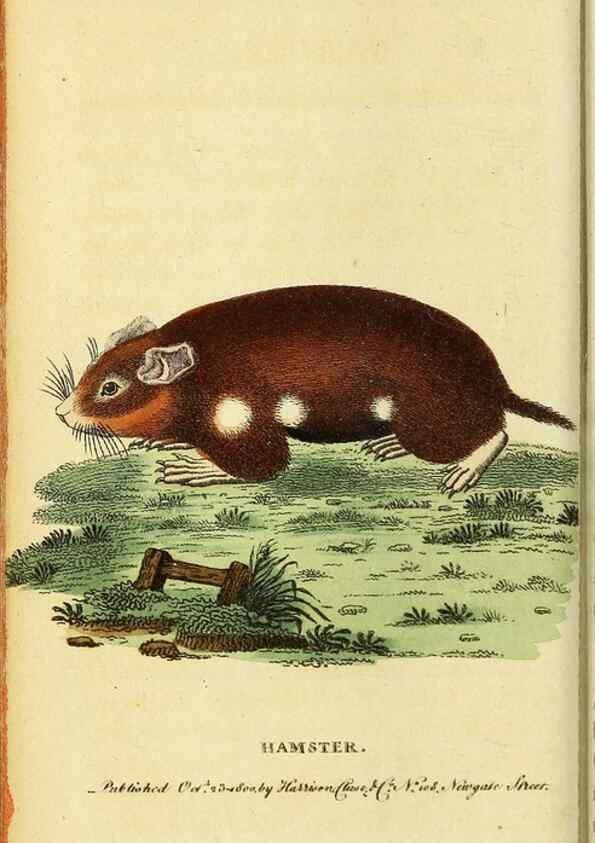 Reproducción/Reproduction 49095738568: The Naturalist's Pocket Magazine or compleat cabinet of the curiosities and beauties of nature.. London.. 