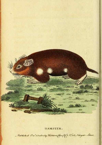 Reproducción/Reproduction 49095738568: The Naturalist's Pocket Magazine or compleat cabinet of the curiosities and beauties of nature.. London.. 