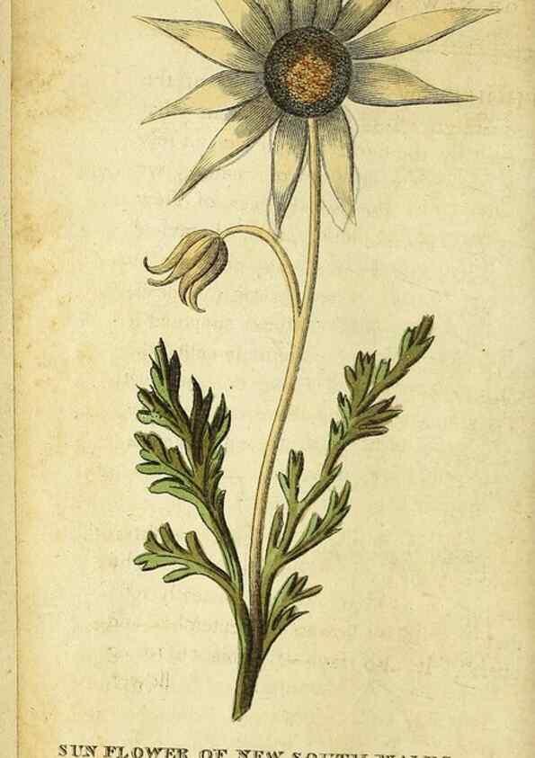 Reproducción/Reproduction 49095739343: The Naturalist's Pocket Magazine or compleat cabinet of the curiosities and beauties of nature.. London.. 