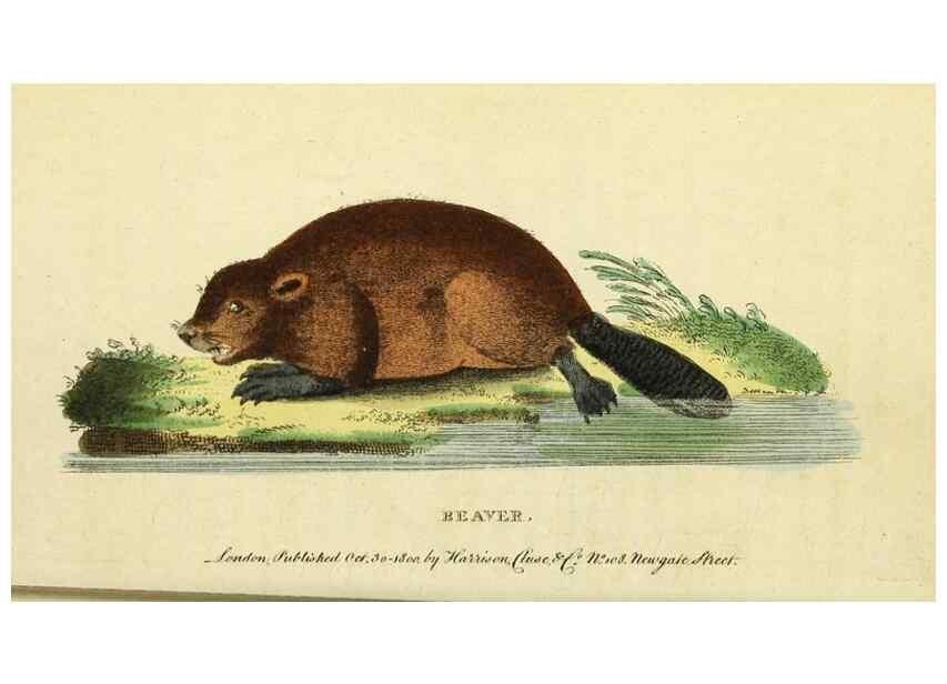 Reproducción/Reproduction 49096253501: The Naturalist's Pocket Magazine or compleat cabinet of the curiosities and beauties of nature.. London.. 