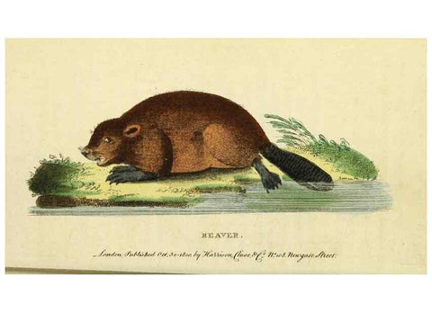 Reproducción/Reproduction 49096253501: The Naturalist's Pocket Magazine or compleat cabinet of the curiosities and beauties of nature.. London.. 