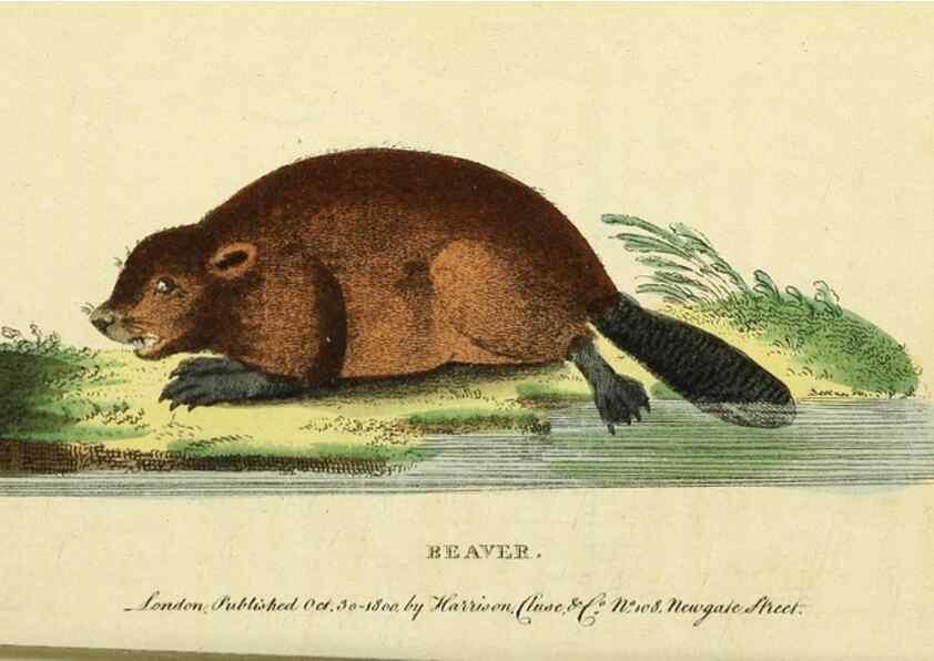 Reproducción/Reproduction 49096253501: The Naturalist's Pocket Magazine or compleat cabinet of the curiosities and beauties of nature.. London.. 