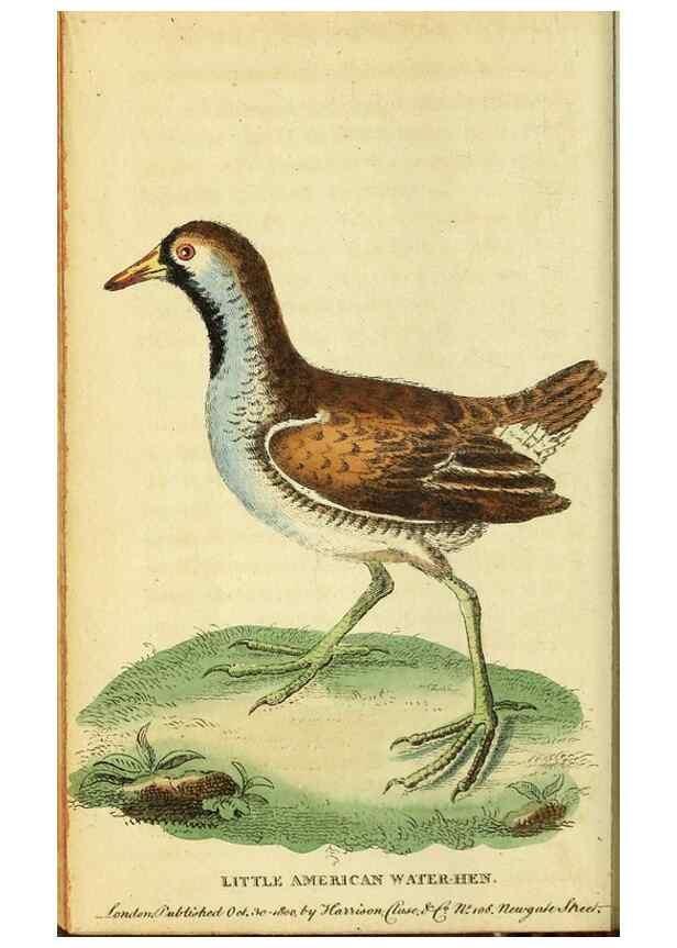 Reproducción/Reproduction 49096444867: The Naturalist's Pocket Magazine or compleat cabinet of the curiosities and beauties of nature.. London.. 