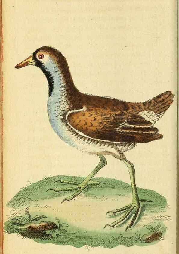 Reproducción/Reproduction 49096444867: The Naturalist's Pocket Magazine or compleat cabinet of the curiosities and beauties of nature.. London.. 