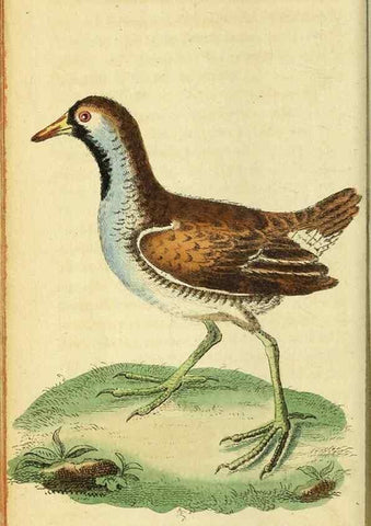 Reproducción/Reproduction 49096444867: The Naturalist's Pocket Magazine or compleat cabinet of the curiosities and beauties of nature.. London.. 