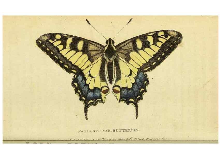 Reproducción/Reproduction 49096254206: The Naturalist's Pocket Magazine or compleat cabinet of the curiosities and beauties of nature.. London.. 