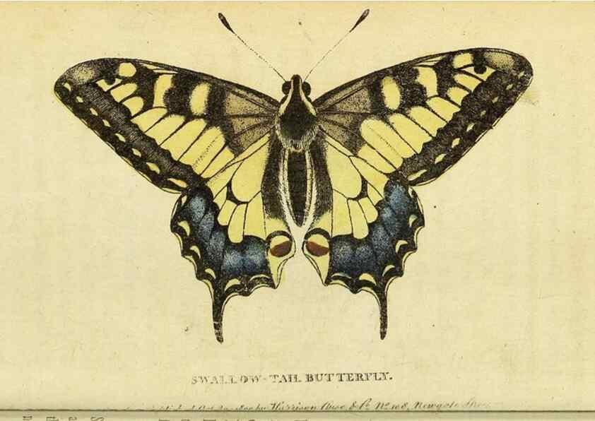 Reproducción/Reproduction 49096254206: The Naturalist's Pocket Magazine or compleat cabinet of the curiosities and beauties of nature.. London.. 