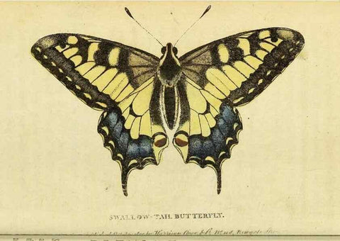 Reproducción/Reproduction 49096254206: The Naturalist's Pocket Magazine or compleat cabinet of the curiosities and beauties of nature.. London.. 