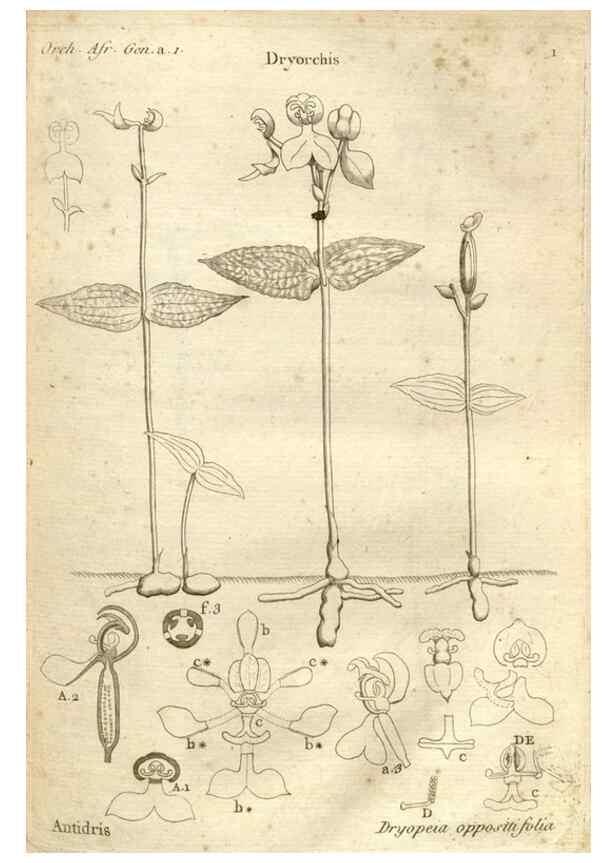 Reproducción/Reproduction 49121606817: Histoire particulière des plantes Orchidées recueillies sur les trois îles australes d'Afrique, de France, de Bourbon et de Madagascar /. Paris :L'auteur,1822.. 