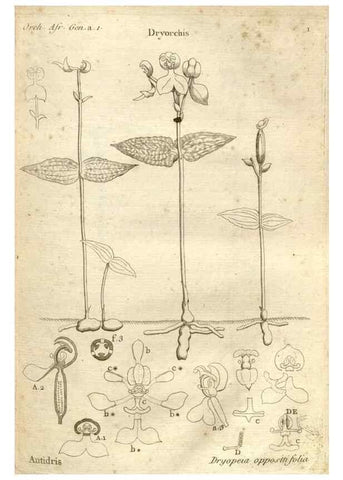 Reproducción/Reproduction 49121606817: Histoire particulière des plantes Orchidées recueillies sur les trois îles australes d'Afrique, de France, de Bourbon et de Madagascar /. Paris :L'auteur,1822.. 