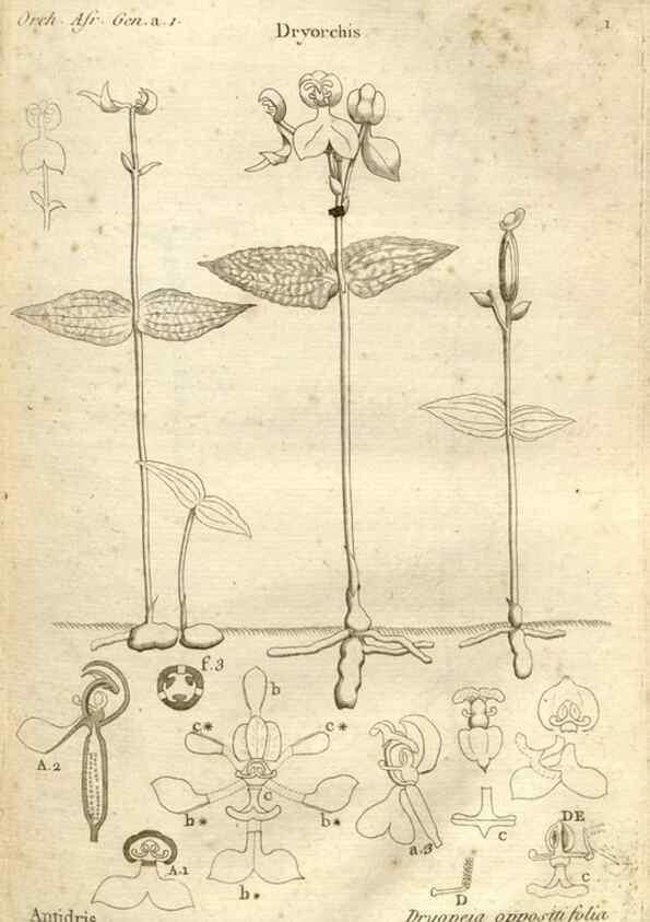 Reproducción/Reproduction 49121606817: Histoire particulière des plantes Orchidées recueillies sur les trois îles australes d'Afrique, de France, de Bourbon et de Madagascar /. Paris :L'auteur,1822.. 