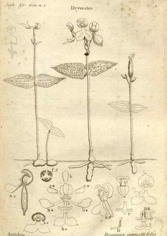 Reproducción/Reproduction 49121606817: Histoire particulière des plantes Orchidées recueillies sur les trois îles australes d'Afrique, de France, de Bourbon et de Madagascar /. Paris :L'auteur,1822.. 