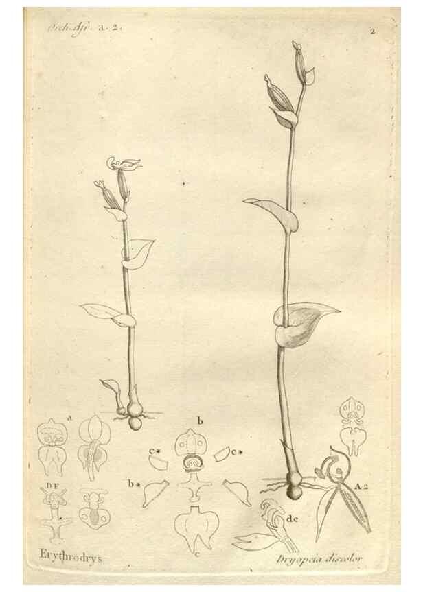 Reproducción/Reproduction 49120913828: Histoire particulière des plantes Orchidées recueillies sur les trois îles australes d'Afrique, de France, de Bourbon et de Madagascar /. Paris :L'auteur,1822.. 
