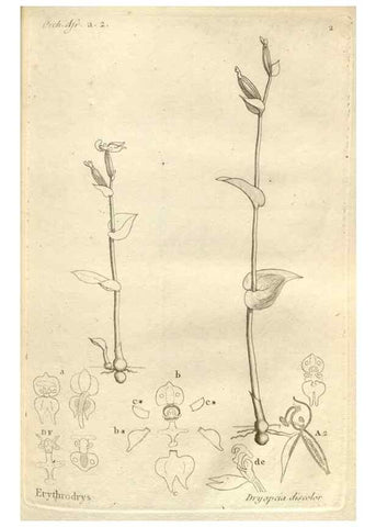 Reproducción/Reproduction 49120913828: Histoire particulière des plantes Orchidées recueillies sur les trois îles australes d'Afrique, de France, de Bourbon et de Madagascar /. Paris :L'auteur,1822.. 