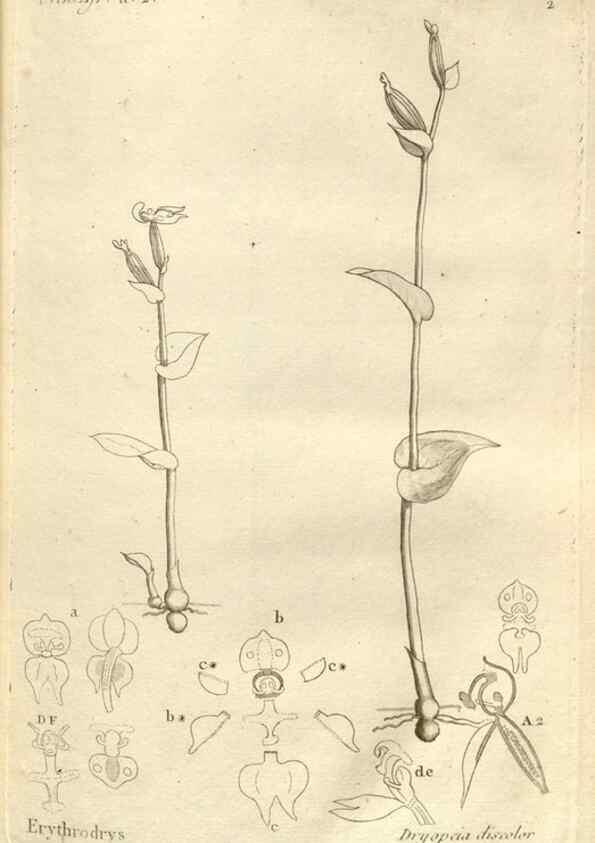 Reproducción/Reproduction 49120913828: Histoire particulière des plantes Orchidées recueillies sur les trois îles australes d'Afrique, de France, de Bourbon et de Madagascar /. Paris :L'auteur,1822.. 
