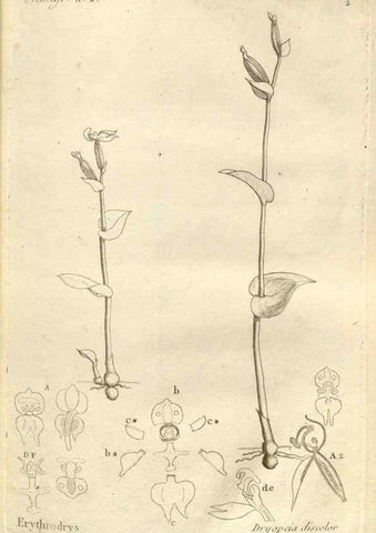 Reproducción/Reproduction 49120913828: Histoire particulière des plantes Orchidées recueillies sur les trois îles australes d'Afrique, de France, de Bourbon et de Madagascar /. Paris :L'auteur,1822.. 