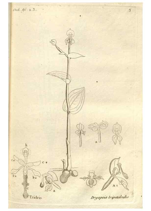 Reproducción/Reproduction 49120914103: Histoire particulière des plantes Orchidées recueillies sur les trois îles australes d'Afrique, de France, de Bourbon et de Madagascar /. Paris :L'auteur,1822.. 