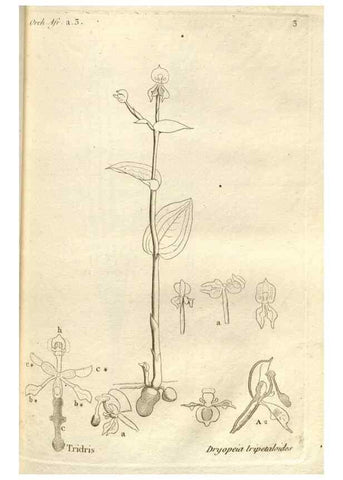 Reproducción/Reproduction 49120914103: Histoire particulière des plantes Orchidées recueillies sur les trois îles australes d'Afrique, de France, de Bourbon et de Madagascar /. Paris :L'auteur,1822.. 