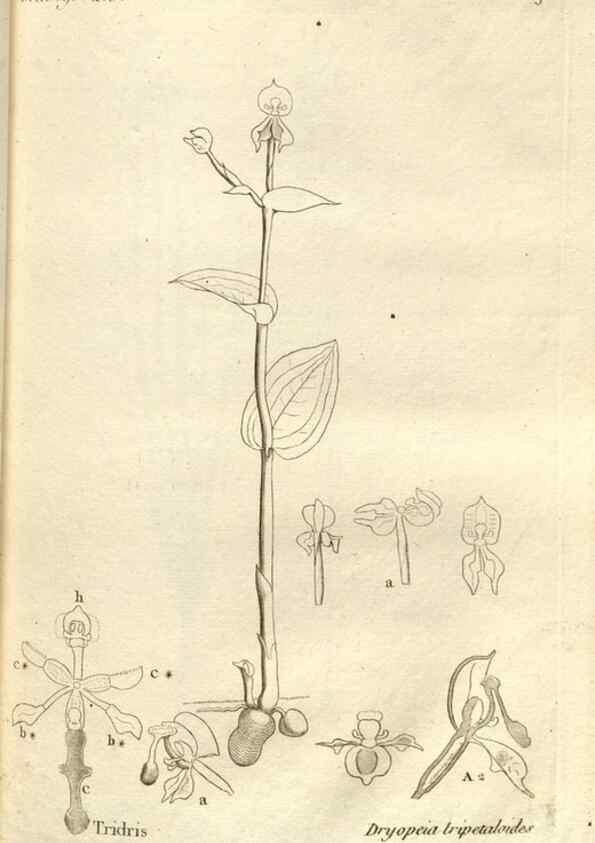 Reproducción/Reproduction 49120914103: Histoire particulière des plantes Orchidées recueillies sur les trois îles australes d'Afrique, de France, de Bourbon et de Madagascar /. Paris :L'auteur,1822.. 