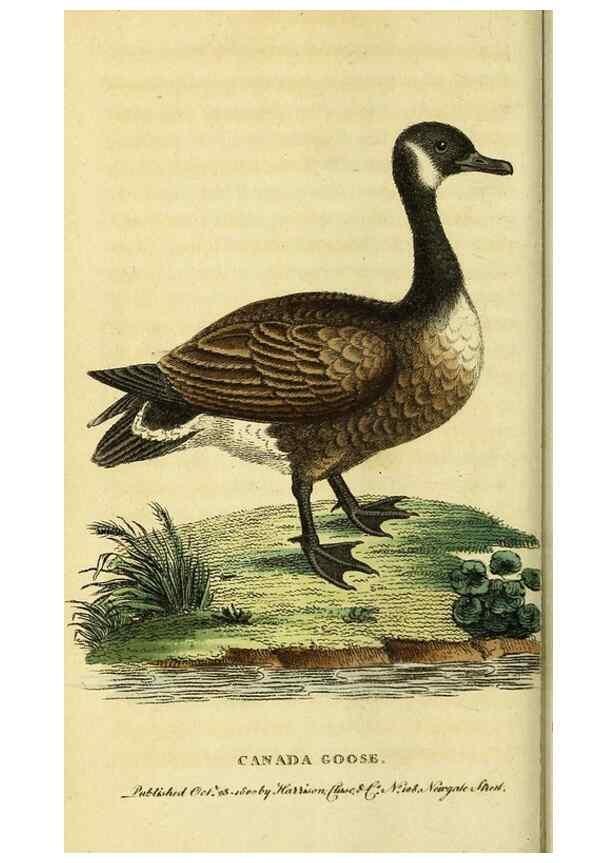 Reproducción/Reproduction 49096252871: The Naturalist's Pocket Magazine or compleat cabinet of the curiosities and beauties of nature.. London.. 