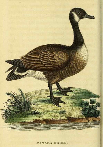 Reproducción/Reproduction 49096252871: The Naturalist's Pocket Magazine or compleat cabinet of the curiosities and beauties of nature.. London.. 
