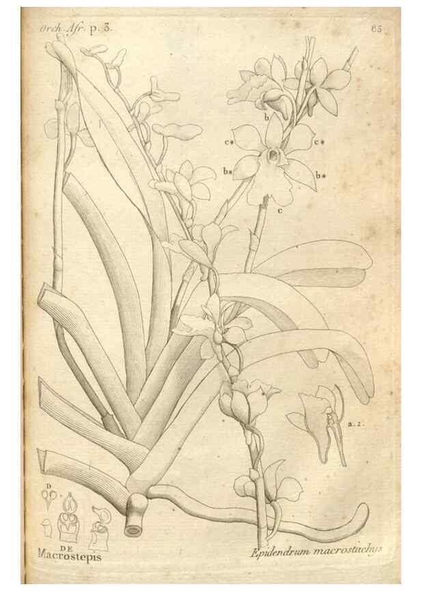 Reproducción/Reproduction 49120938433: Histoire particulière des plantes Orchidées recueillies sur les trois îles australes d'Afrique, de France, de Bourbon et de Madagascar /. Paris :L'auteur,1822.. 