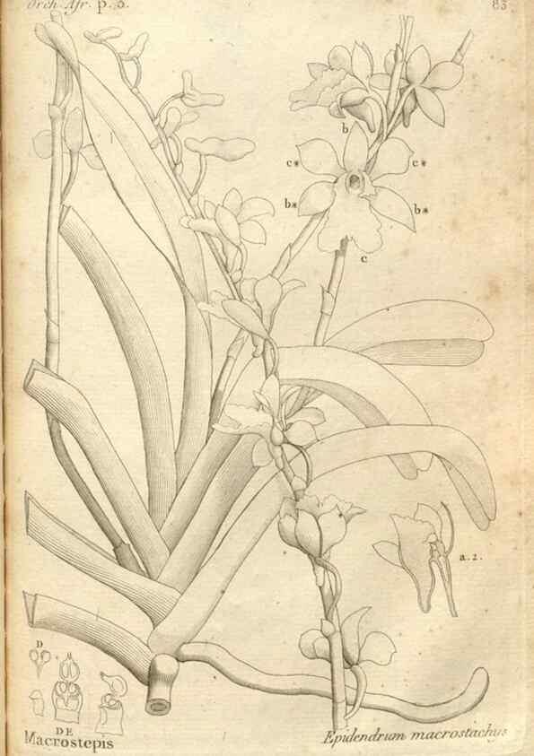 Reproducción/Reproduction 49120938433: Histoire particulière des plantes Orchidées recueillies sur les trois îles australes d'Afrique, de France, de Bourbon et de Madagascar /. Paris :L'auteur,1822.. 