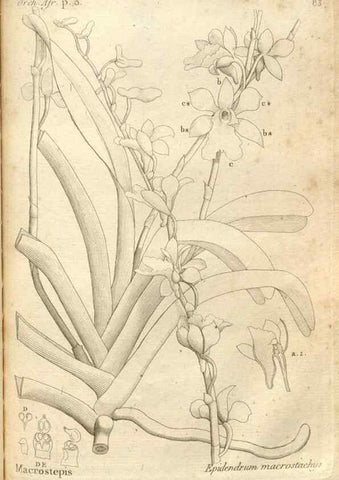 Reproducción/Reproduction 49120938433: Histoire particulière des plantes Orchidées recueillies sur les trois îles australes d'Afrique, de France, de Bourbon et de Madagascar /. Paris :L'auteur,1822.. 