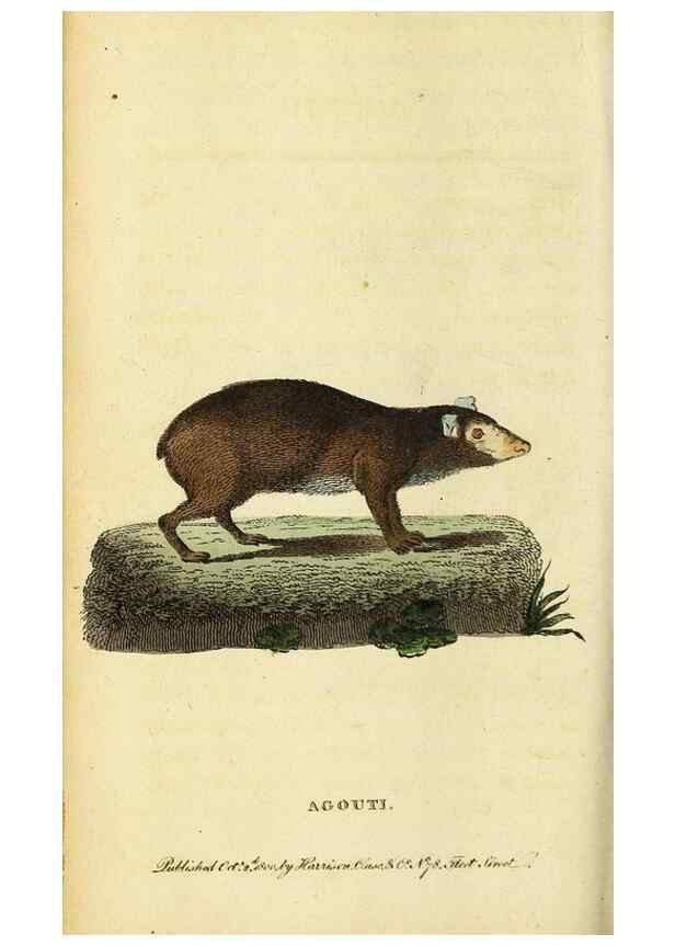 Reproducción/Reproduction 49096440497: The Naturalist's Pocket Magazine or compleat cabinet of the curiosities and beauties of nature.. London.. 