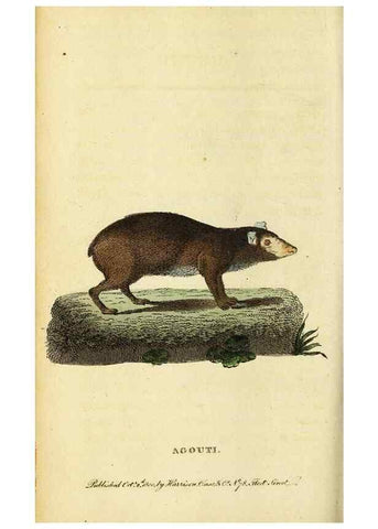 Reproducción/Reproduction 49096440497: The Naturalist's Pocket Magazine or compleat cabinet of the curiosities and beauties of nature.. London.. 