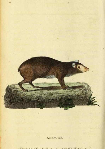 Reproducción/Reproduction 49096440497: The Naturalist's Pocket Magazine or compleat cabinet of the curiosities and beauties of nature.. London.. 