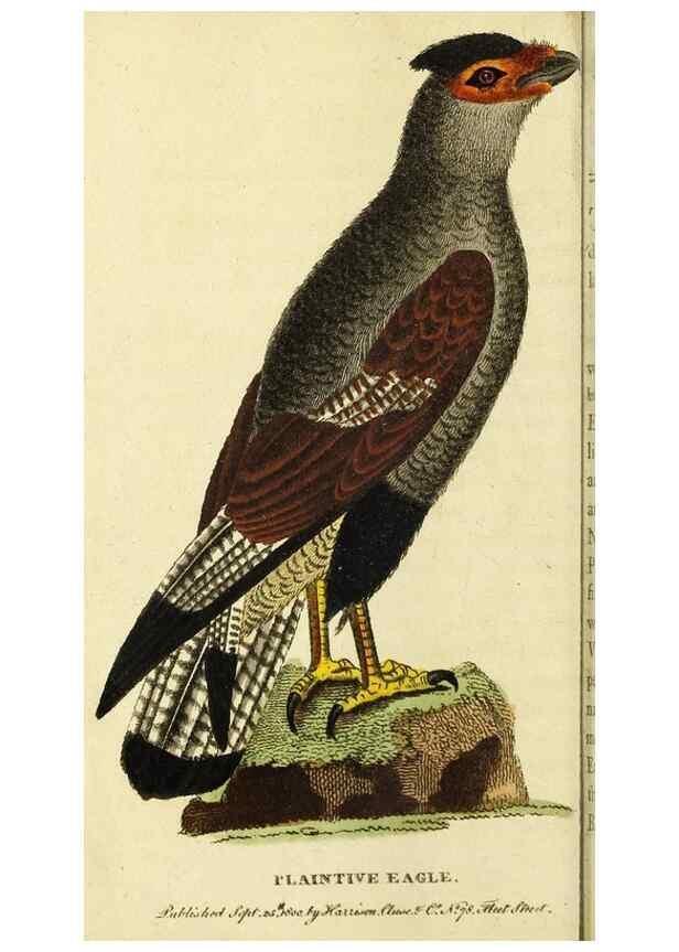 Reproducción/Reproduction 49096248366: The Naturalist's Pocket Magazine or compleat cabinet of the curiosities and beauties of nature.. London.. 